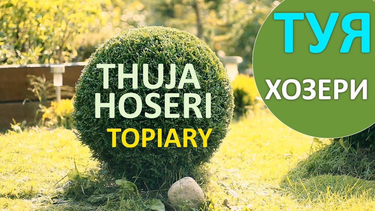 Туя западная Хосери