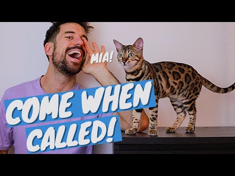 How to TEACH YOUR CAT THEIR NAME and to ... - YouTube