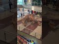 GIant T-Rex Sleeping 🦖🔥 #trex #shorts