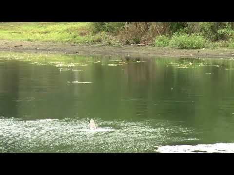 Wild Duck Pond Bergen