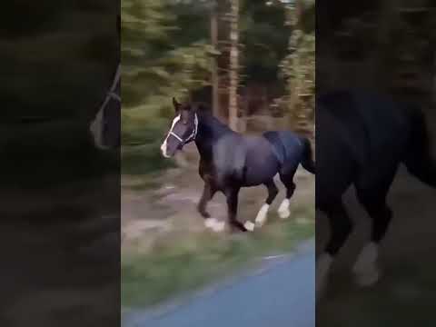 Korg s   Happiness Is Near