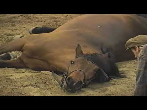 The Making of Cheval Theatre By Gilles Ste-Croix