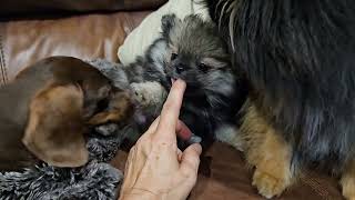 10122025 Pom Puppy, Picasso Son