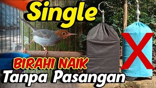 Download lagu SANGAT MUDAH ‼️ Menaikan Birahi Burung Prenjak Tanpa Pasangan mp3 Download lagu SANGAT MUDAH ‼️ Menaikan Birahi Burung Prenjak Tanpa Pasangan mp3