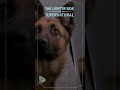 The Lighter Side of Supernatural: Animal Conversations 🐶✨