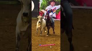 Download lagu FIRST BELL OF THE LATINO #horses #sports #coleo mp3 Download lagu FIRST BELL OF THE LATINO #horses #sports #coleo mp3