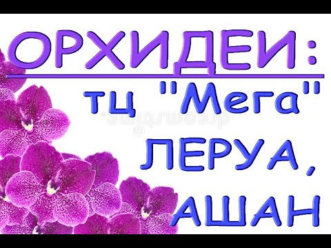 ЛЕРУА,Ашан:ОРХИДЕИ в ТЦ "Мега",Самара,23.02.21.