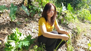 Download lagu Suku Dayak || Aktivitas Gadis Dayak Kalimantan di Pondok Hutan mp3 Download lagu Suku Dayak || Aktivitas Gadis Dayak Kalimantan di Pondok Hutan mp3