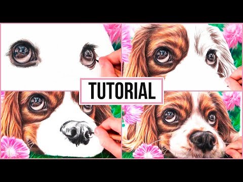 How To Draw a Realistic Dog in Coloured Pencil |...