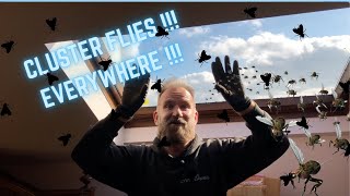 CLUSTER FLIES UK!!! Flies in my loft, flies around my windows!!! This is a cluster fly INFESTATION!