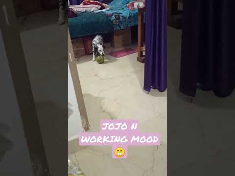 Jojo n Working Mooe #viral #shortvideo #pet #cute #youtube #dog #dalmationpuppy #love #pratyush