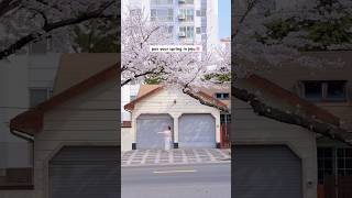 Jeju will look like this in a few weeks🌸 #travelvlog#jejuisland#spring#koreatravel