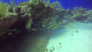Cozumel 2023, Day 4, Dive 2, Part 2