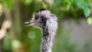 The Emu
