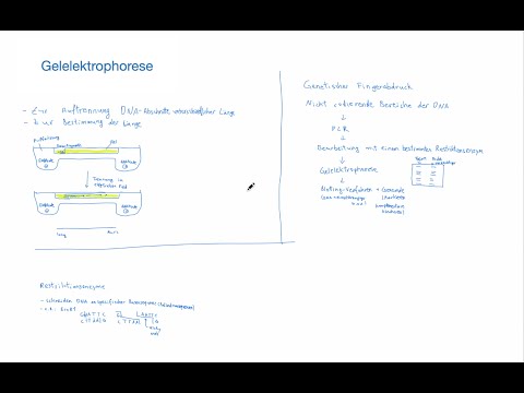 Genetik - Gentechnologie: Gelelektrophorese, Restriktionsenzyme, genetischer Fingerabdruck