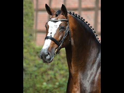 Balou du Rouet -  Stallion Collection Schockemoehle 2021 ENG