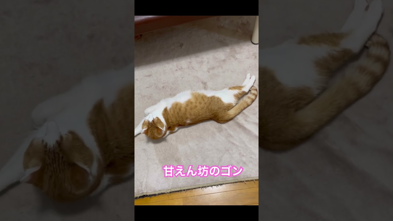 久々に会いに行った。1歳のゴンちゃん😋めちゃでっか💕猫の動きを見るだけで癒される❣️#4ds動物整体 #猫#癒しの猫