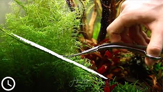 DO THIS before TRIMMING YOUR PLANTS ✂️🍃