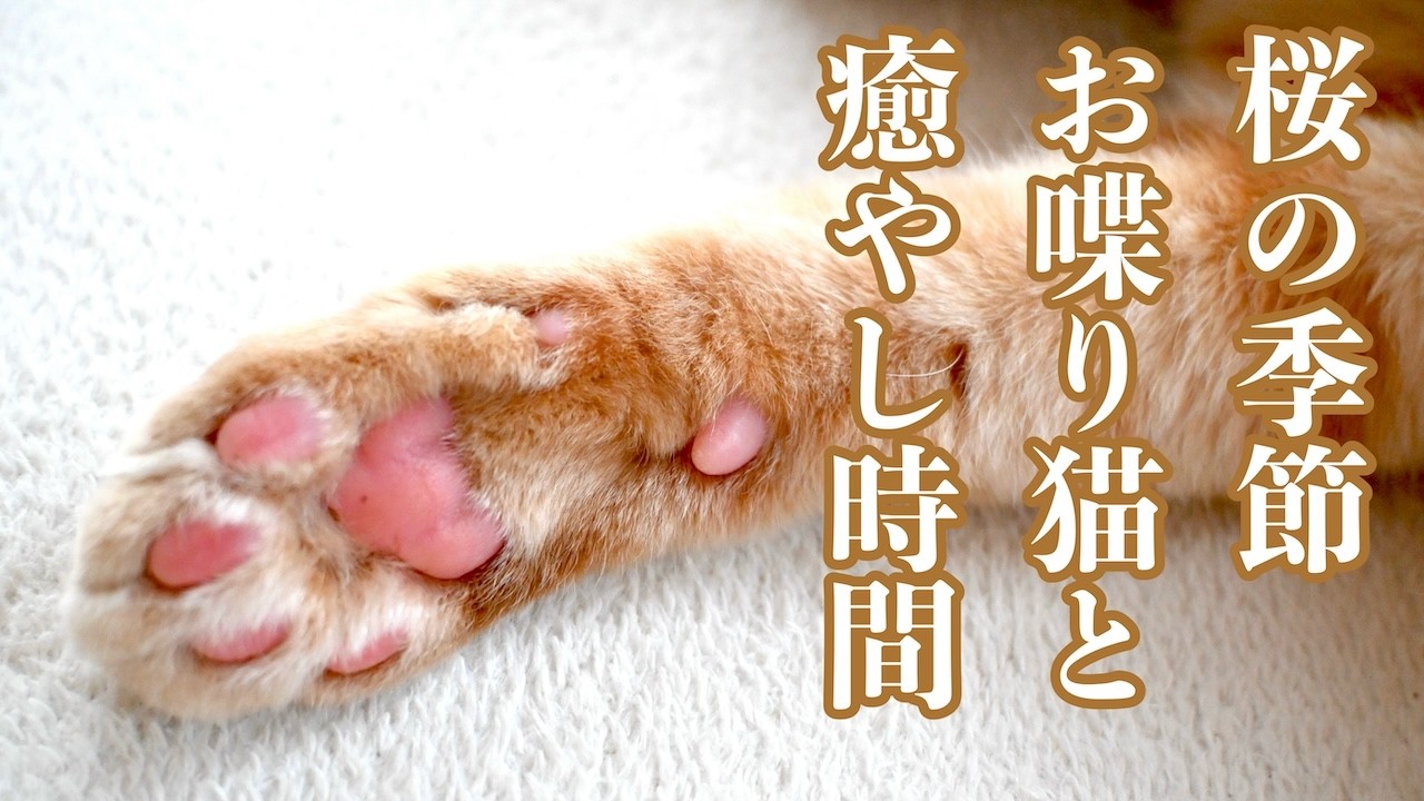 桜の季節　お喋り猫と　癒やし時間