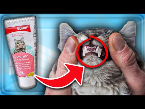 Best “Cat Toothpaste Review 2021” - 7 THINGS About Cat Toothpaste Ingredients You Should Know [NEW]