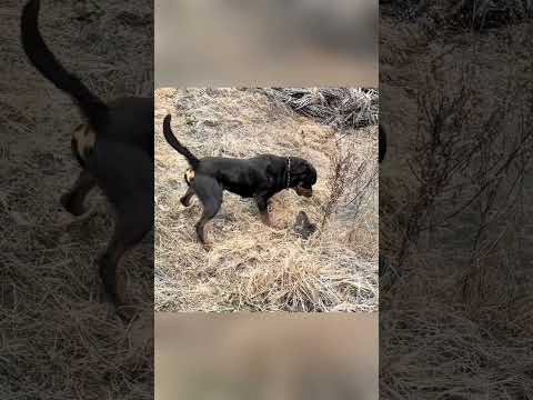 dog and rat videos #animals #animal #dog #pets #rat #shorts #shortvideo