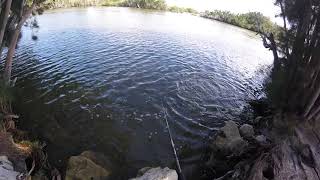 Haulover Canal Black Drum Fishing (Fish On!!)