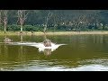 Angry Hippo Chases After Boat In Kenya Wild Animal Encounters