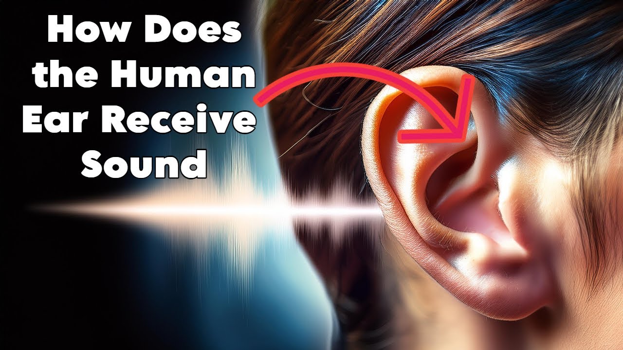 How Does the Human Ear Receive Sound.  Understanding the Science of Hearing.