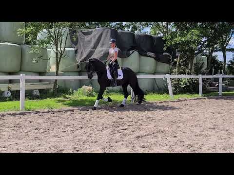 Stal Okkema's Falke E - Eise x Rindert - stallion - 2017 - 1.63m