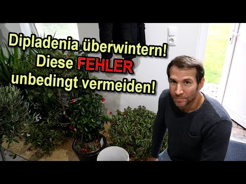 Dipladenia überwintern - Diese Fehler ❌ unbedingt bei der Überwinterung vermeiden!