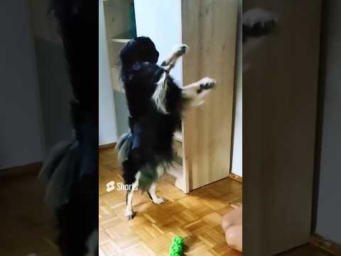 Psie sztuczki z psem Co potrafi nasz pies #pies #piesek #psy