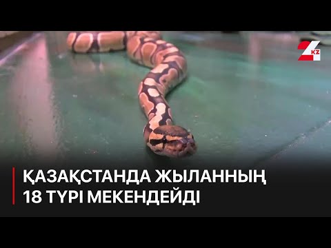 Үздік Хардкор порно