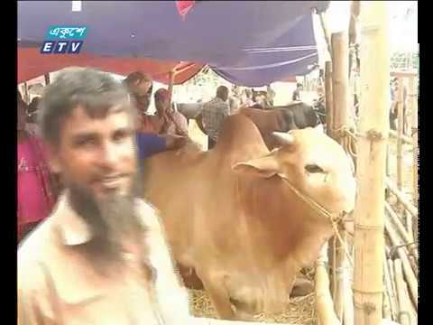 শেষ দিনে কম দামে গরু ছাড়ছেন বিক্রেতারা