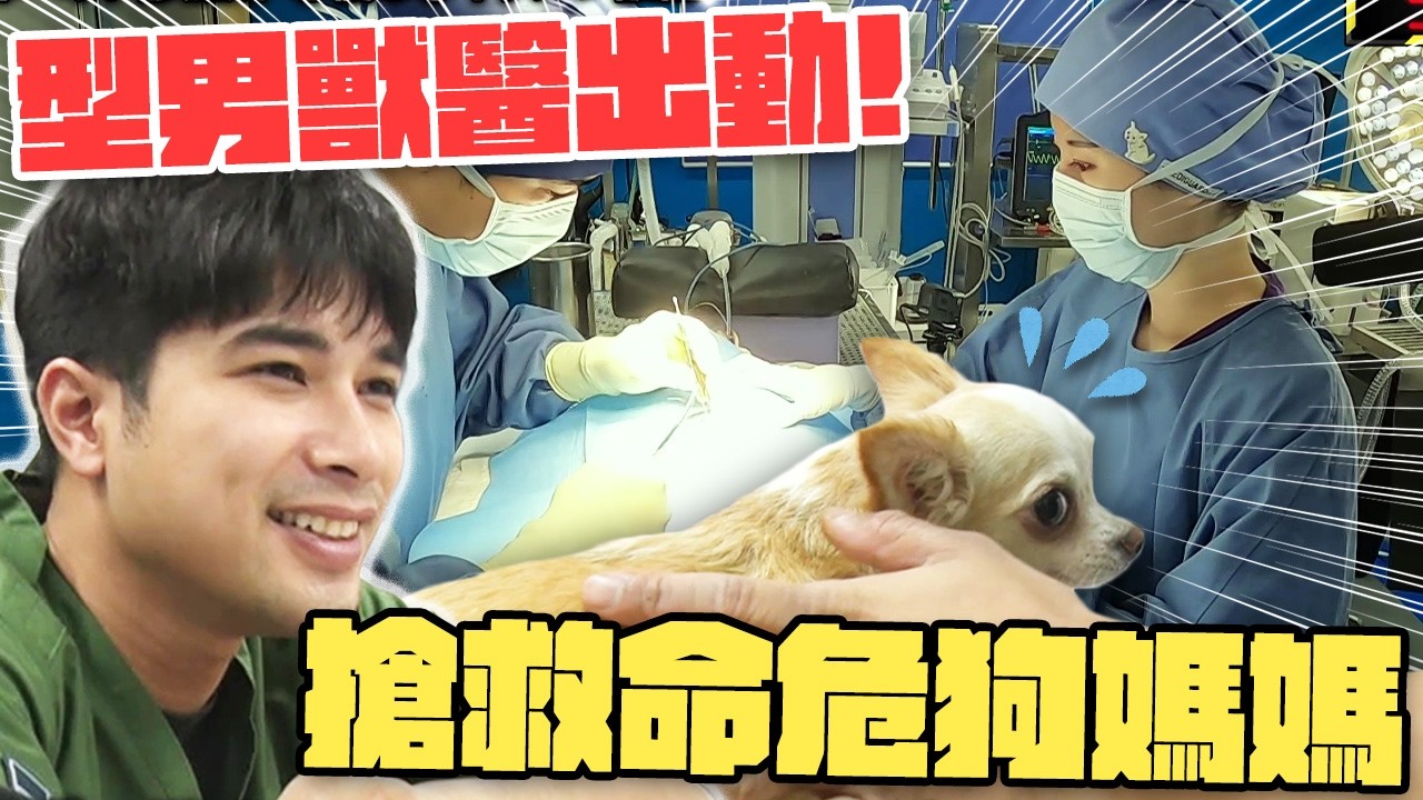 型男獸醫搶救命危狗媽媽！限時10分鐘內能救出所有狗寶寶嗎？【日本職人！獸醫．捕魚．剷雪分秒必爭】｜緯來日本台