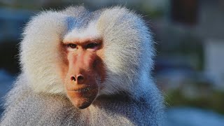 Baboons facts you need to know