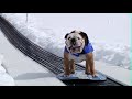 Psi snowboardaci (Tearon) - Známka: 1, váha: velká