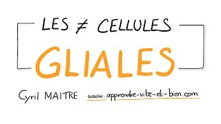 Vignette de NEUROSCIENCES EN DESSINS : Les différents types de cellules gliales