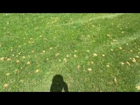 Hundreds of Digger Bees Found in the Yard in Brielle, NJ