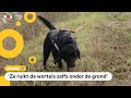 Hond Bliss spoort planten op die niet in Nederland mogen groeien