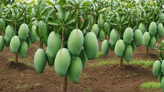 Download lagu Unique Technique: Grafting Mango Tree Cutting Faster With Aloe Vera,a great way to graft mango tree mp3