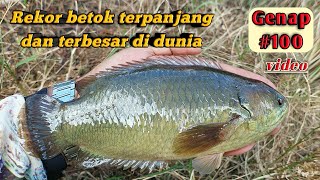 Download lagu REKOR IKAN BETOK TERPANJANG DAN TERBESAR DI DUNIA || MANCING IKAN BETIK/PAPUYU mp3 Download lagu REKOR IKAN BETOK TERPANJANG DAN TERBESAR DI DUNIA || MANCING IKAN BETIK/PAPUYU mp3