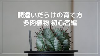 間違いだらけの育て方 多肉植物 初心者 向け