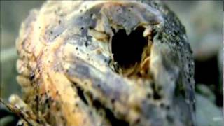 N.E.R.D. - Life As A Fish