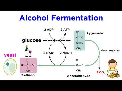 Anaerobic Respiration and Fermentation