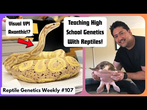 Teaching High School Genetics With Reptiles! Ft. @403Fauna - RGW Ep 107
