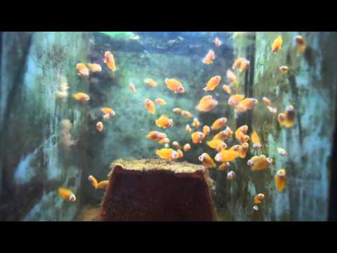 Aufzucht A. percula, 55. Tag.MTS