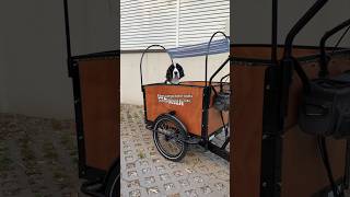 10/10 alternative to a car #cargobike #dogcoach #dogmom #doglife #pets #dogwalk #dogrun #dogcafe