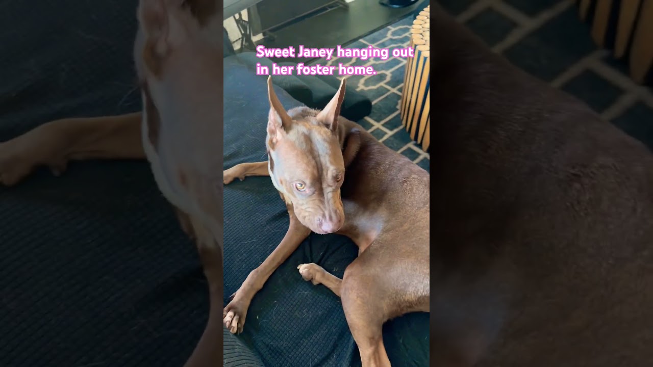 Perfect Janey. Videos., a Adoptable mixed breed in Los Angeles, CA video 6/6