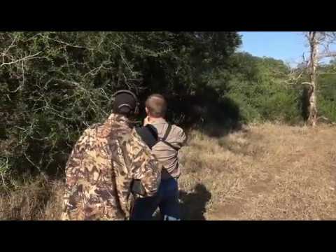 Redduikerhunt in KwaZuluNatal in Southafrica - Rotduckerjagd in Südafrika