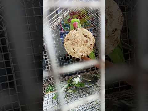 #mummy #mitthu ko roti do🫓🤭🦜🦜😊😘